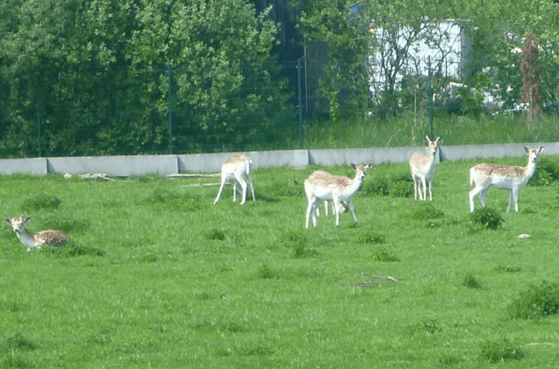 Charms of Kociewie Grazing Deer Greet me in Kokoszkowy