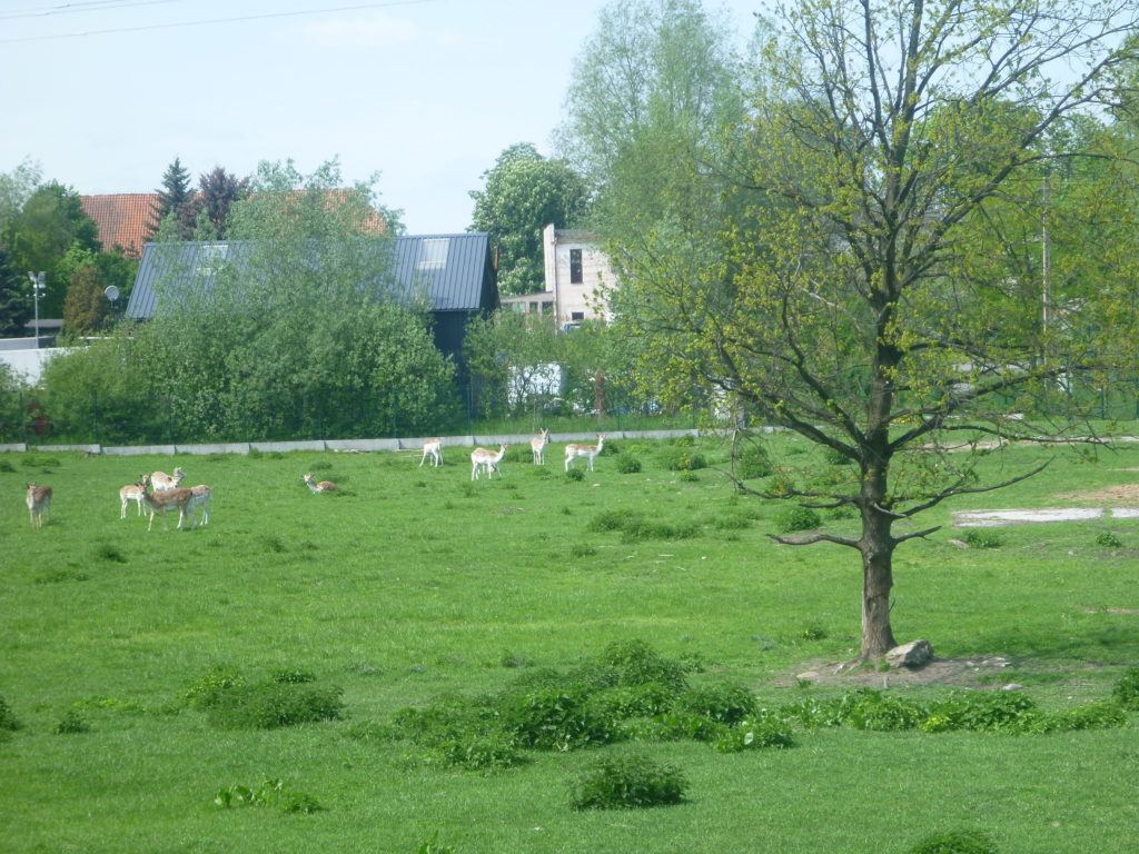Grazing Deer and Pond in Kokoszkowy