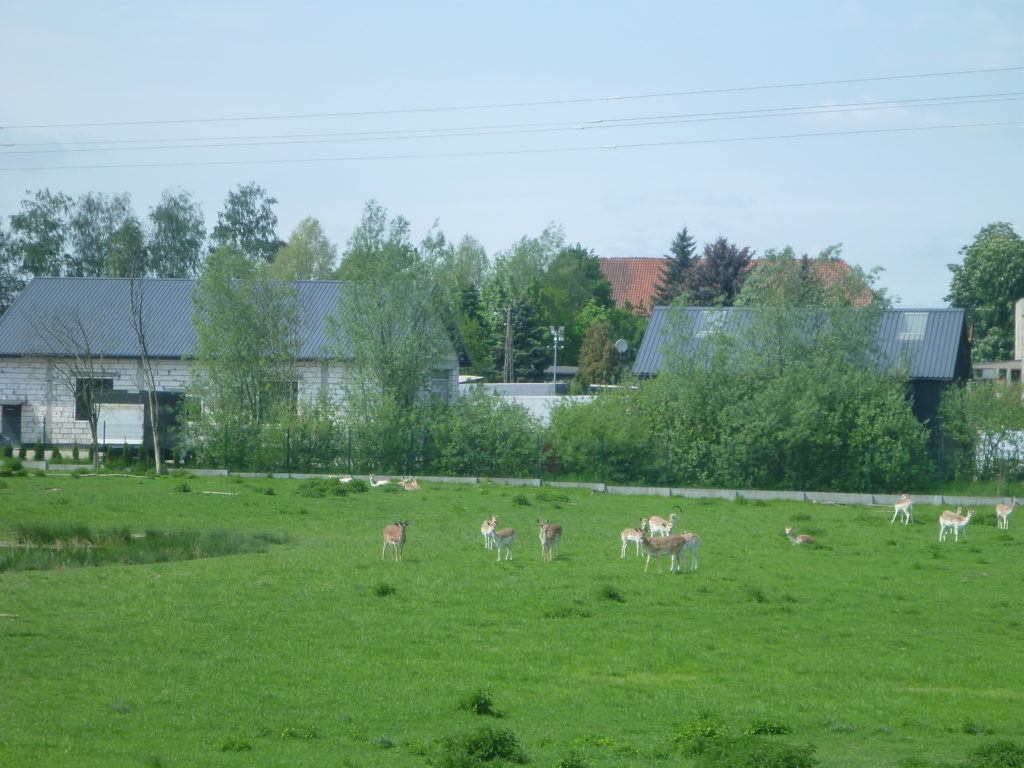 Grazing Deer and Pond in Kokoszkowy