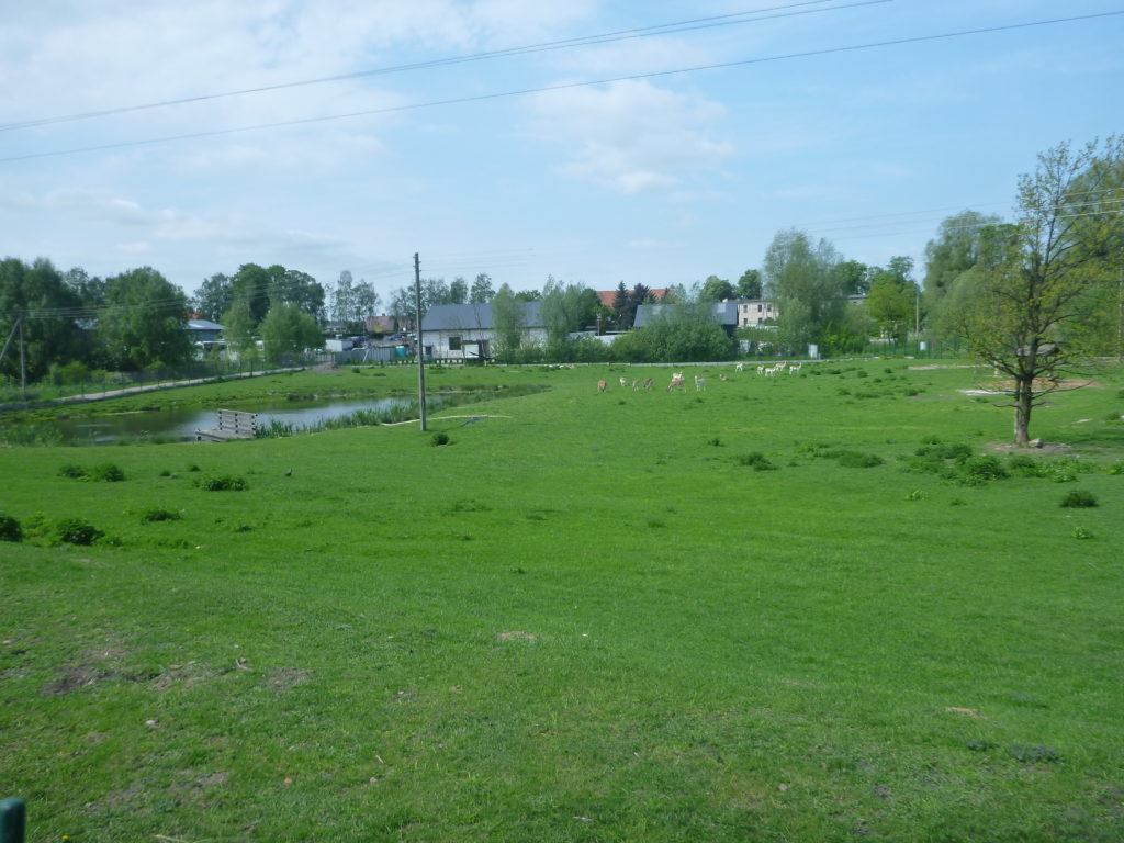 Grazing Deer and Pond in Kokoszkowy