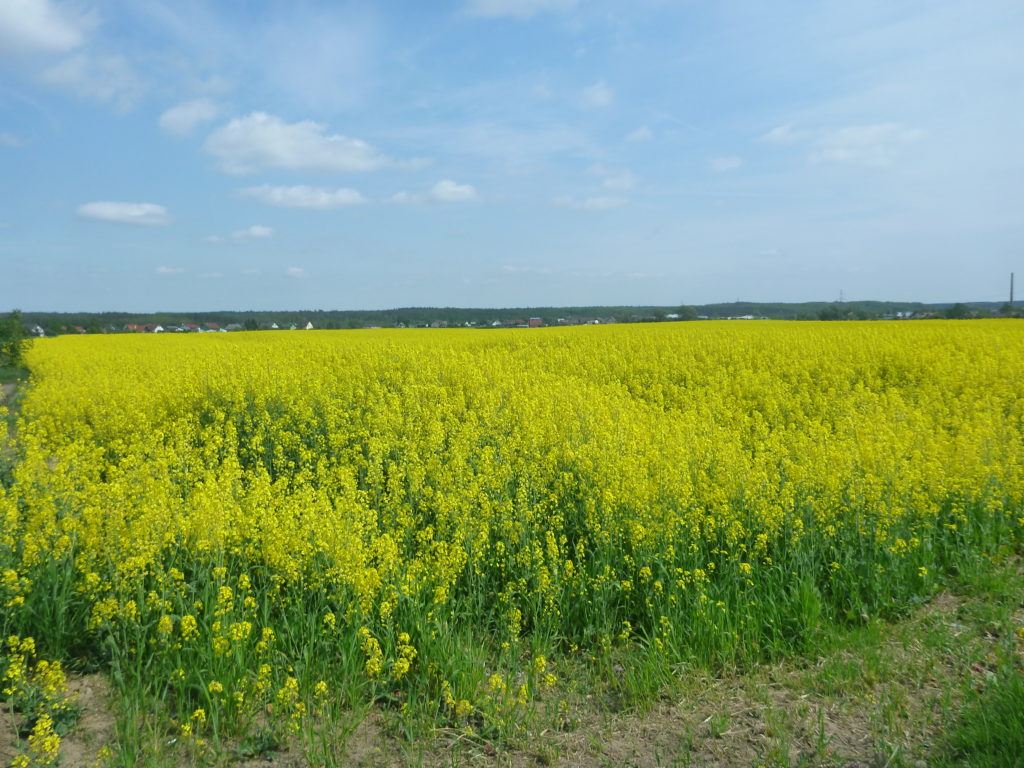 Arrival in Kokoszkowy tourist