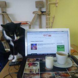 Working at the Cat Cafe in Gdynia